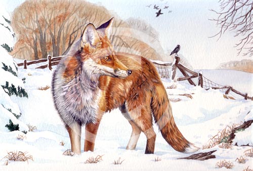 Fox by artist Miranda Gray